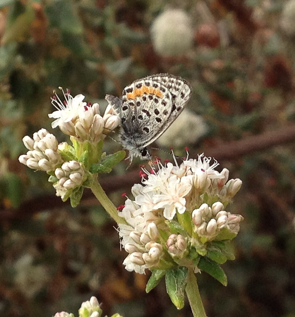 File:El Segundo blue butterfly (Euphilotes battoides allyni) (17135925448) (cropped).jpg