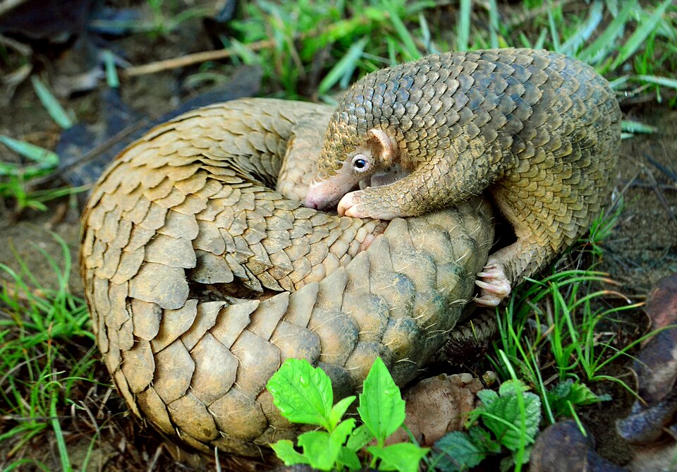 File:Philippine Pangolin Curled-up by Gregg Yan.jpg